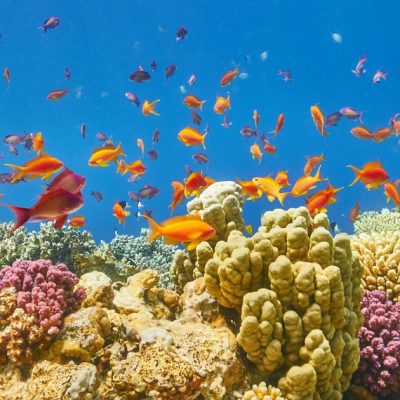 marsa-alam-xl-jpg_header-213604